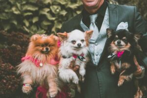 pet friendly wedding venues uk